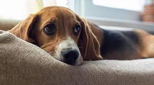 Enjoy free shipping on most. Best Dog Beds For Beagles Ratings Reviews Top Picks