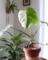 Jenny K On Instagram Monstera Deliciosa Variegata A Little Slower And Harder To Grow But Worth It The Half Whit Monstera Deliciosa Plants Sansevieria Plant