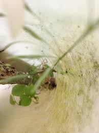 Tubes act like a mini greenhouse increasing growth by as much as. Tree Tube Use And Removal Instructables