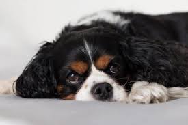 Black solid black king charles spaniel. Cavalier King Charles Spaniel What You Need To Know K9 Web
