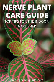 Nerve Plant Care Fittonia Grow Nerve Plants With Ease Top Tips For Growing Nerve Plants Fittonia Albivenis Fittonia Verschaf Nerve Plant Plant Care Plants