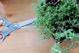 Maybe you would like to learn more about one of these? How To Grow Thyme Indoors