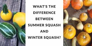 I have dogs and they chewed and left a bunch in the garden. What S The Difference Between Summer And Winter Squash Anyway Gardening Channel