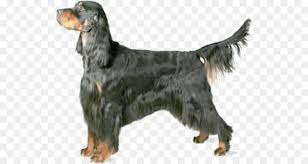The original purpose of the breed was to hunt gamebirds. Water Cartoon Png Download 570 480 Free Transparent Gordon Setter Png Download Cleanpng Kisspng