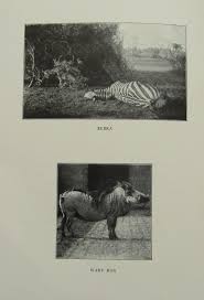 The Story Of An Outing