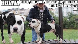 Bedava Ucretsiz Pitbull Kangal Rottweiler Dogo Arjantin Doberman Istiyorsan Bu Videoyu Izle Youtube