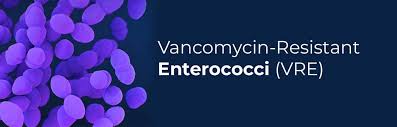 Image result for Vancomycin Resistant Enterococcus