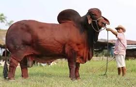 Pin By Amo La Naturaleza אני אוהב את On Bulls Bull Cow Cow Calf Farm Animals