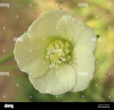 Image result for Pavonia burchellii