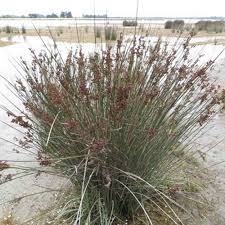 Image result for Juncus kraussii