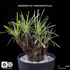 Image result for Xerophyta trichophylla