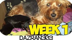 Newborn yorkies undergo rapid changes. Newborn Yorkshire Terrier Puppies Week 1 Youtube