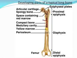Anatomy of long bones the long bones have a long, central shaft that enlarges at the ends into epiphysis.the long bones in the legs are the femur, tibia, and fibula. 31 Label The Long Bone Labels For Your Ideas