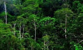 .hutan merupakan anugerah semula jadi yang tidak ternilai. 15 Manfaat Hutan Bagi Manusia Dan Makhluk Hidup Beserta Fungsinya