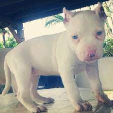 We've got loads more less traditional but equally awesome names down below. Pit Bull Love 3