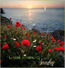 Good morning and happy sunday. Sunday Photo By Conp3 Good Morning Rose Images Happy Sunday Photos Good Morning Gif Animation