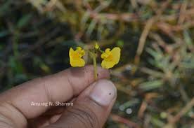 Image result for Utricularia stellaris