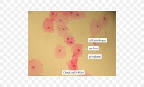 Under darkfield illumination at a. Microscope Slides Cell Cheek Bacteria Png 500x500px Microscope Amoeba Archaeans Bacteria Biology Download Free