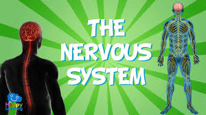 Wooden brain and hourglass in doctors office. The Nervous System Educational Video For Kids Youtube