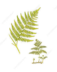 Image result for Pteridium aquilinum