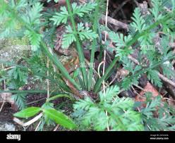 Image result for Asplenium rutifolium