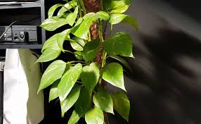 And don't be too timid. 12 Benefits Of Money Plant