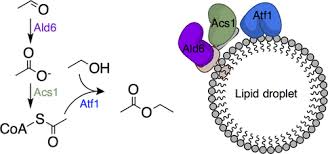 Synthetic Protein Scaffolds for Biosynthetic Pathway Colocalization