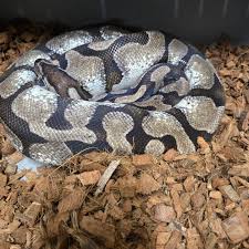 Danny Cadena (@chain_reaction_exotics) • Instagram photos and videos