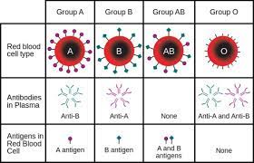 Difference Between Bombay Blood Group and O Blood Group | Compare the  Difference Between Similar Terms