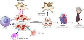 Finally, i would like to congratulate the chairman and members of the expert committee for. Targeting Senescent Cells To Attenuate Cardiovascular Disease Progression Sciencedirect