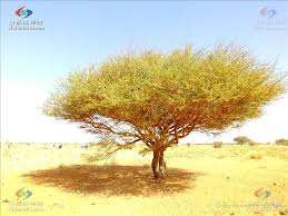 Image result for Habenaria tortilis