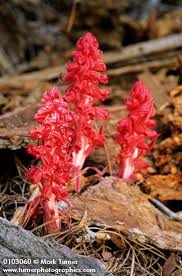 Image result for Sarcophyte sanguinea