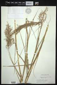 Image result for Phragmites karka