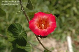 Image result for Stictocardia