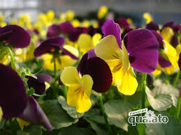 Basta scegliere piante e fiori invernali che non temono il freddo e regaleranno fiori anche a dicembre! Fiori Resistenti Al Freddo Facili Da Coltivare Anche Sul Balcone Floricoltura Quaiato