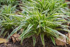 Image result for Dianella