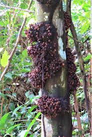 Image result for Ficus pygmaea