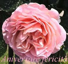 Sa fii sanatos si sa traiesti inca o. La Multi Ani V2 For Android Apk Download