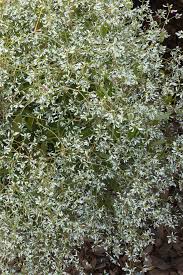 Image result for Euphorbia graminea
