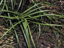 Image result for Scleria pooides