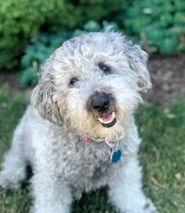 Maybe you would like to learn more about one of these? Charlie The Shih Tzu Poodle Mix Dogperday Cute Puppy Pictures Dog Photos Cute Videos Holistic Pet Care