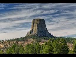 Image result for giant trees