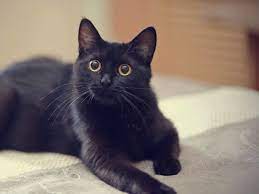 It has a thick coat large eyes and. 32 Black Cat Breeds That You Never Knew Existed Thegoodypet