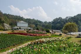 How long the flowers last will often depend on whether or not they have a water source. Queen Sirikit Botanic Garden Beautiful Flowers And Thailand S Longest Canopy Walkway The Blond Travels