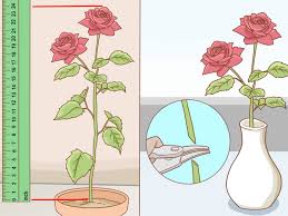 Water them evenly to keep the soil moist. How To Grow Long Stem Roses At Home With Pictures Wikihow
