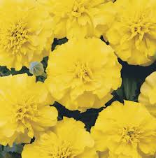 Image result for tagetes)