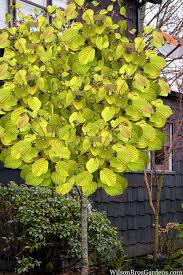 Image result for Pearsonia cajanifolia