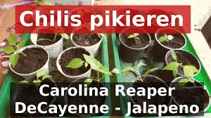 Jetzt bin ich mir nicht sicher, ob ich sie jetzt schon pikieren soll oder warten bis sie das 2. Chilis Pikieren Carolina Reaper Decayenne Und Jalapeno Inkl Fail Youtube