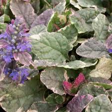 Image result for Ajuga integrifolia