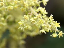 Image result for Searsia natalensis